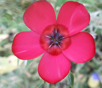 DEMENZ - Unterstützung